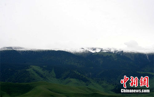 新疆昭苏山区6月飘雪出现罕见连续低温天气(图
