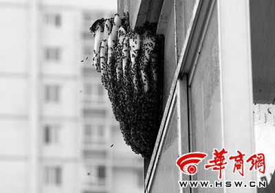 阳台有个大蜂窝(图)