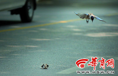 想要逃 却怎么也逃不掉(图)_新闻中心_新浪网