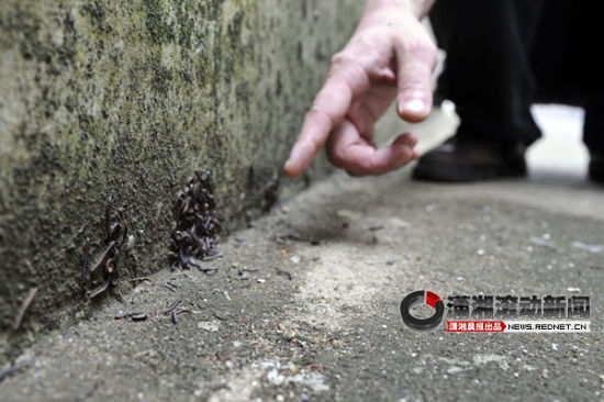 湖湘艺术品大市场小虫子成团爬墙 像蜈蚣[图]