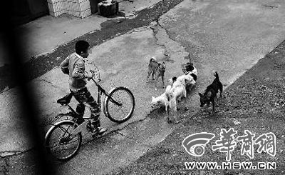 恶狗一晚连咬7人(图)