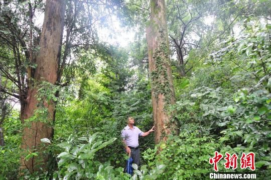 广东乳源12棵植物熊猫红豆杉树龄过千岁(图