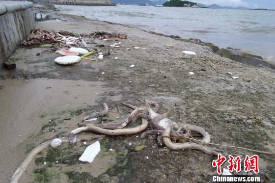 图为惠州大亚湾区霞涌海域7月初以来受到洋流