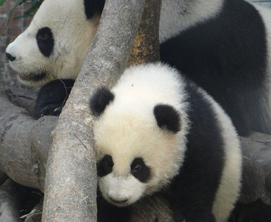 圆仔爱上玩木头 趴栖架睡觉超级萌(图)