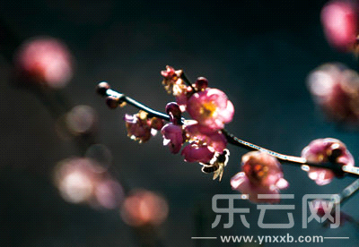 ����̶��һ֦��÷��Ȼ˪ѩ��ӭ��ŭ�š�  ��Ӱ���������� ����