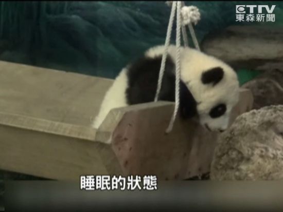 睡着的圆仔(图片来自东森新闻) 中国台湾网1月6日消息 据台湾中央社报道,大熊猫宝宝圆仔今天正式上班,上午爬一爬累了,小睡几小时,下午稍微活动一下,继续睡到下班,打卡收工。 台北市365棋牌娱乐城_365棋牌唯一官网活动_365棋牌电脑下载手机版下载园在圆仔亮相前曾预告,圆仔每天精力最旺盛的时间约莫是在上午9时至11时,以及下午4时至5时,许多游客冲着这个时段,早起来抢头香。 365棋牌娱乐城_365棋牌唯一官网活动_365棋牌电脑下载手机版下载园上午9时开园,10分钟后,大熊猫馆开馆。游客一进门,迎接他们的果然是在栖架上爬来爬去、活力十足的圆仔。到了9时30分,圆仔妈妈圆圆甚至演出