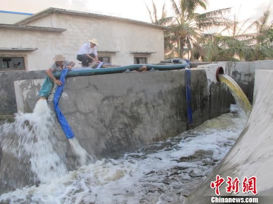 海南文昌万亩良田被海水倒灌变盐碱地(图)|盐碱