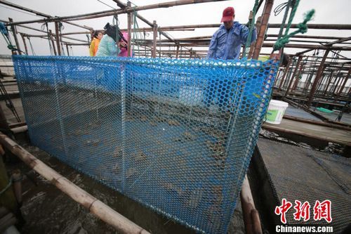 阳澄湖大闸蟹正式开捕防伪技术升级可溯源(图)
