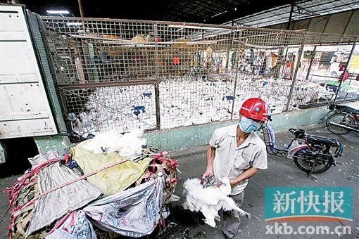 ■番禺区某禽鸟批发市场,以后广东这样的市场可能会越来越少。 (资料图)新快报记者 胡珂/摄 ■番禺区某禽鸟批发市场,以后广东这样的市场可能会越来越少。 (资料图)新快报记者 胡珂/摄