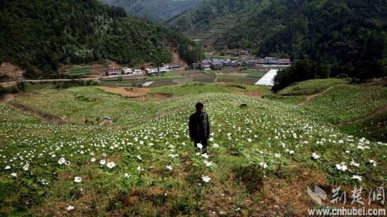竹山县大庙乡村民种植牡丹找"钱"途(图)