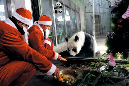 济南动物园熊猫意外死亡调查:借展牵涉各方利益