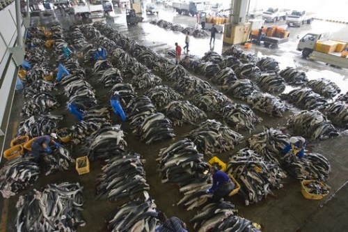 探访日本鱼翅工厂:半数鱼鳍销往中国香港等城市