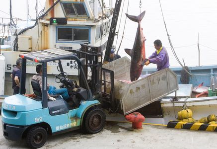 探访日本鱼翅工厂:半数鱼鳍销往中国香港等城市