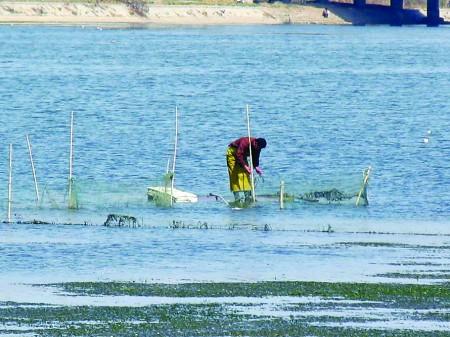 偷捕者大小通吃 夹河鱼虾很受伤 救小鱼,三部门