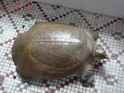 九龙江里钓起15公斤山瑞鳖