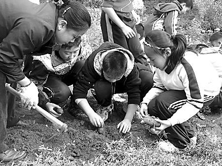 城里孩子收地瓜