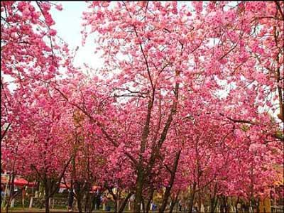 东京正式迎来樱花季节_天气预报