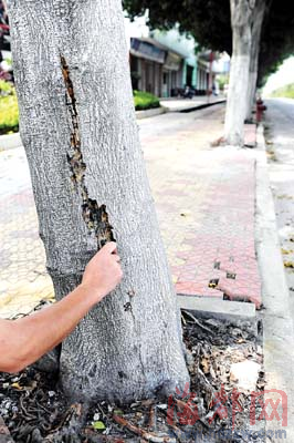 两榕树疑遭泼硫酸　是谁谋杀了它们