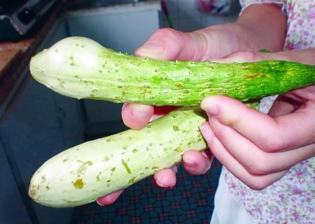 黄瓜长“瘤”不影响食用