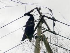 日本一黑熊误咬电线触电死亡 尸体悬空