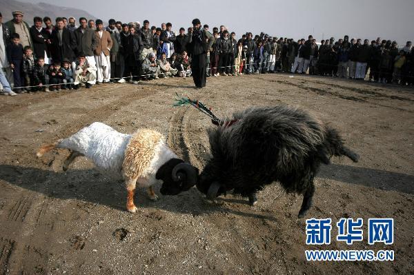 别开生面的阿富汗"斗羊"比赛