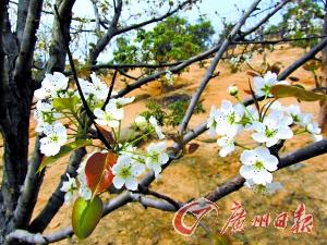 �滨����������̤��۾�ӭ����