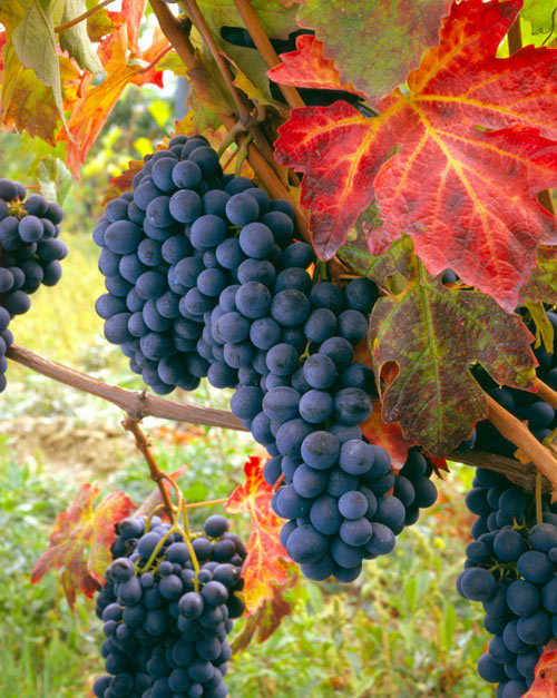 �̵��������ҹ����ϸ������ɫɫ�ò͡�����