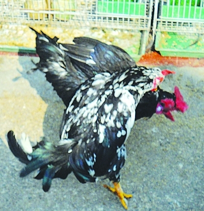 ��ֻ�ۼ���ʳ��ս��Сʱ