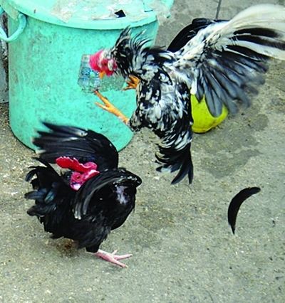 ��ֻ�ۼ���ʳ��ս��Сʱ