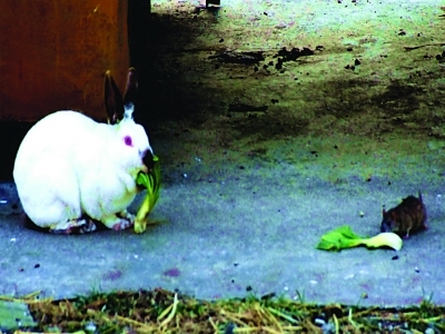 鼠兔共进早餐相处亲似一家