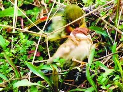 相思鸟赶走小麻雀 抢下地盘来搭窝