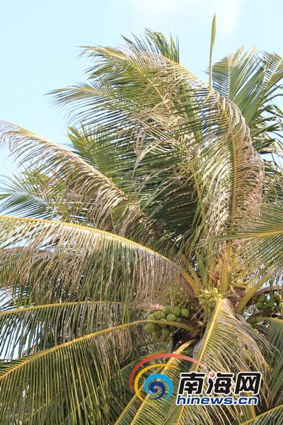 ����Ҭ��ȾҬ��Ҷ����ҵ���ţ��޷����οɿ���