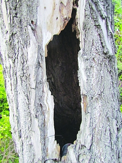 一棵“空心树”,何以活生生?