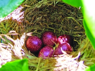 白头鹎夫妇筑巢孵雏市民悄悄拍下“育儿图”