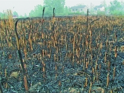 村民焚烧秸秆引燃几十亩即将收割麦子