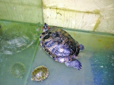 巴西小彩龟，在饭馆喂成“巨无霸”