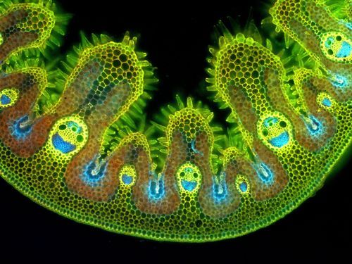 台湾博物馆特展 从显微镜里看植物细胞冲你笑(图)