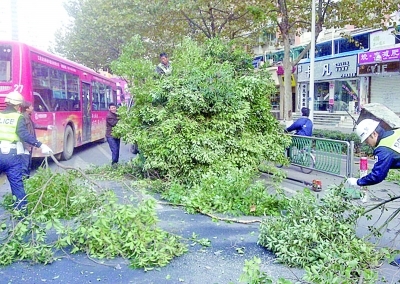 ������һ�����֦�����ϰ�·����һСʱ�Żָ���ͨ(ͼ)