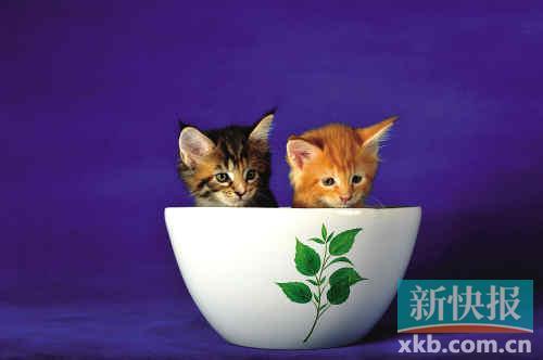 �޲��أ�ȫ�Ұ�è���Ѳ��벻��