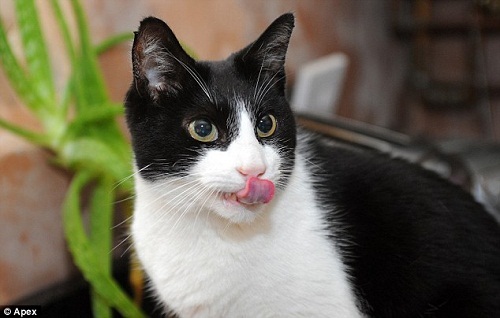 猫咪全球嗓门最大 叫声音量高达98分贝(图)