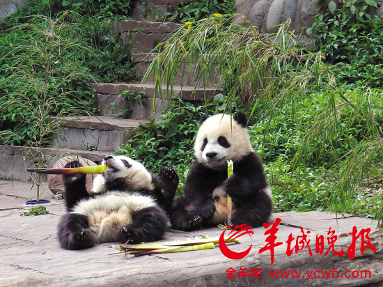 雅安熊猫基地大熊猫有惊无险