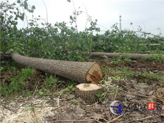 徐州一村庄上千颗树木一夜被伐倒 村民疑是开