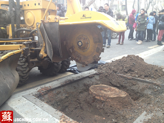 南京市园林局引进树桩刨碎机 30分钟啃掉老