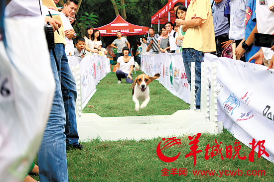 广州二沙岛社区成立宠物协会 教狗学礼仪