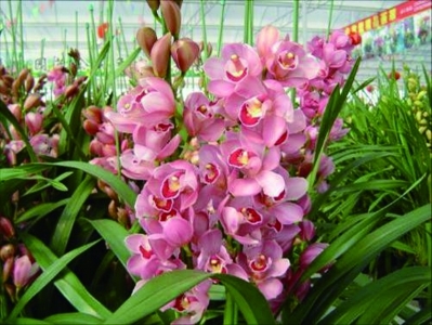 蝴蝶兰花瓣不能沾水 凤梨不宜阳光直射