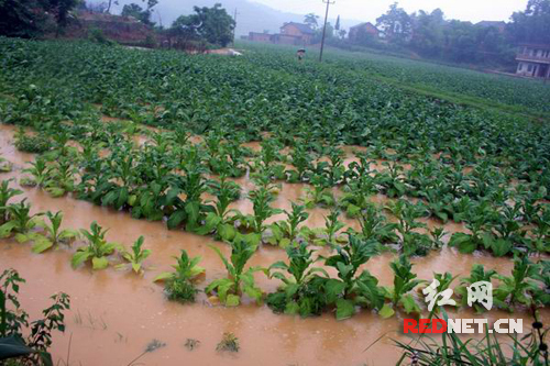 端午暴雨来袭 邵阳县10万亩烟苗遭受水灾