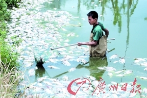 疑遭投毒2万尾鱼死光