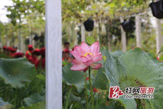 国庆各省旅游收入排行_张家界乡村旅游收入