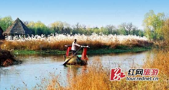 最美的季节遇见西溪湿地"秋芦飞雪"等你来赏-西溪国家湿地公园-湿地