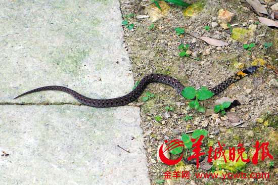 深圳陆生野生动物新物种—刘氏掌突蟾广东颈槽蛇